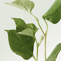 阿萱axuan采集到素材-植物、水果