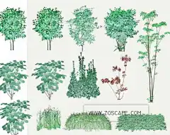 日本500种PSD水彩手绘园林植物草地灌木-平面图效果图后期..._免费下载_ZOSCAPE-园林景观设计意向图库|园林景观学习网 - 手机版 -