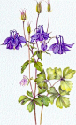 Botanical Purple Columbine: 