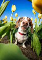呆萌憨傻，神态各异！宠物摄影师Kaylee Greer的狗狗摄影作品，属于“汪星人”的时尚大片合辑
