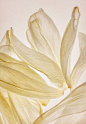 (2) Pinterest