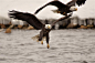 You see that? He cut me off!

All the competition for fish at Lock & Dam 14...this one puts on the air brakes as another Bald Eagle seems to cut him off! Amazing action in LeClaire, Iowa...worth the trip from anywhere!