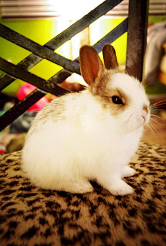 cheryl♥采集到兔子图片