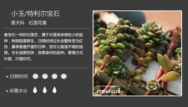 小玉/特利尔宝石