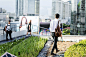 暹罗屋顶农场花园 Siam Green Sky /  LANDPROCESS : LANDPROCESS ：暹罗绿色天空是泰国第一个也是最大的绿色屋顶。这个城市农业和农业学习中心回收了浪费的混凝土屋顶空间，用于生产景观，并将城市农业引入曼谷的商业中心。