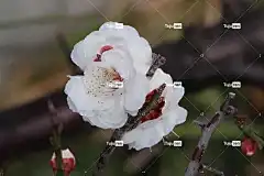 自然 美丽的花朵 鲜花 梅花 白色的 开花 花壁纸 自然 春天
