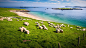 General 1920x1080 nature landscape sheep coast clouds sky mountains fence grass rocks horizon sand water water ripples County Kerry Blasket Islands