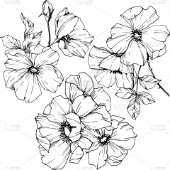 黑白图片,野玫瑰,玫瑰,铅笔,壁纸,植物群,春天,花,剪影