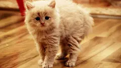 超清喵星人萌猫壁纸图片