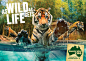 澳大利亚动物园宣传广告欣赏老虎