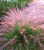 Cotton Candy Grass - Withstands heat, humidity, poor soil and even drought. Very easy to grow, it reaches a mature height of 3-4 feet tall and gets 3-4 feet wide. Grows in all U.S zones.