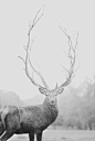 This image reminds me of the Irish Elk, and the brawny, lionhearted, outrageously triumphant form of Christianity that Eric Ludy speaks of in his sermon "Majesty Lost." Image from A Gentlewoman.: 