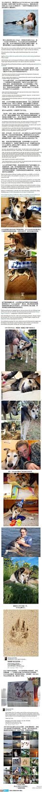 查了下才知道,原来这只名叫Schoep的狗狗已在今年7月过世。虽然最初的照片已经是一年多前的报道了,但每次看见仍然会哭得稀里哗啦。(@fall_ark)