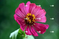 百日草 花 紫花 花壁纸 花瓣 美丽的花朵 紫色花瓣 盛开