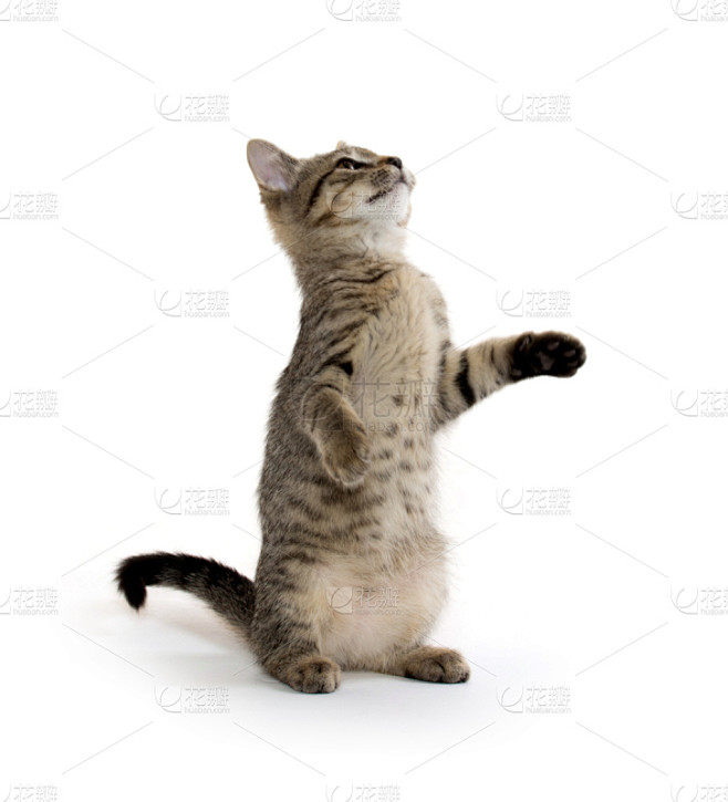 可爱的,小猫,斑纹猫,动物扑击,垂直画幅,嬉戏的,猫科动物,爪子,白色背景,动物身体部位