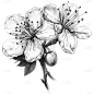 梅花花朵线稿