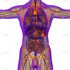 人体淋巴系统的3d渲染医学插图