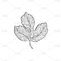 单叶的无花果树手绘蚀刻风格矢量插图分离。