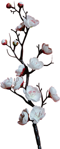 李疏影采集到花卉植物 叶子枝条