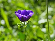 模糊的绿色背景上的深紫色海葵