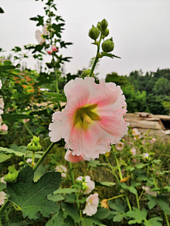 、雨茜采集到蜀葵