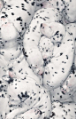 101 Dalmatians