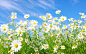Daisies-Meadow-2560x1600 花 素材 高清