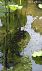 布言空摄影系列。移舟水溅差差绿，倚槛风摇柄柄香。拍摄于杭州西湖小瀛洲。
