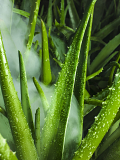 疯子随风飘采集到水果植物