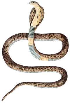 HTC_Heritage Library_SnakesElement 6