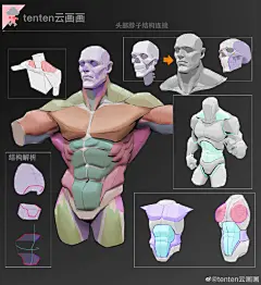 肌肉练习#遇见艺术##人体结构# ​​​ ​​​​