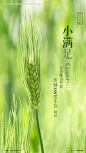 小满节气简约微信海报-源文件【享设计】