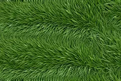 大自然的绿草贴图