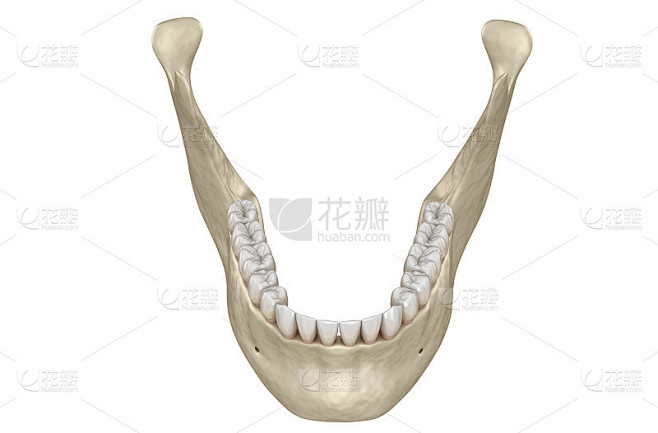 下颌下巴解剖学。人类牙齿的3D插图概念