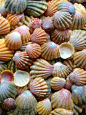 Sea Shell Treasure: 