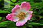 Rosa acicularis 刺蔷薇