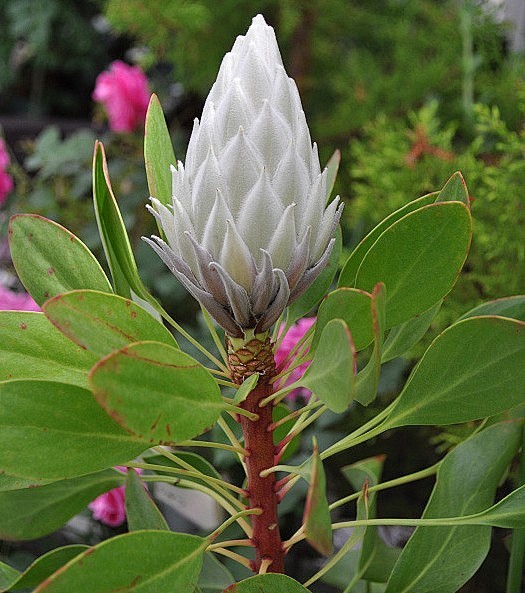 白色帝王花稀有