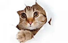 高清|小萌猫|桌面壁纸|高清小萌猫桌面壁纸|1440x900像素