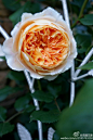 这是大卫。奥斯汀家的月季，花朵是非常漂亮的莲座状，杏橙色的花朵开得重瓣而非常标准，且好几朵集群开放，一个高大的灌木玫瑰，即使在艰难的气候环境。也会表现非常出色，有水果的强烈气味。