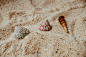 Three Assorted Sea Shells on Brown Sand