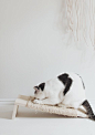 Claw Control: The DIY Minimalist Cat Scratching Post: 