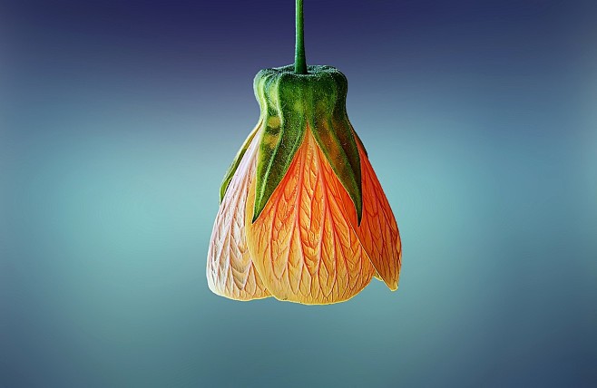 flower-beautiful-bea...