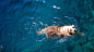 图片-安图 / Joey.an ™