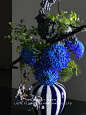 蓝色牡丹菊前台花（二）_3_兔先生_来自小红书网页版