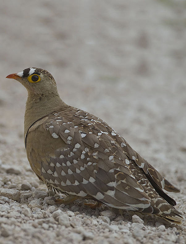 沙鸡目沙鸡科二斑沙鸡
