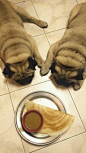 2adorablepugs:  Food, they wants it