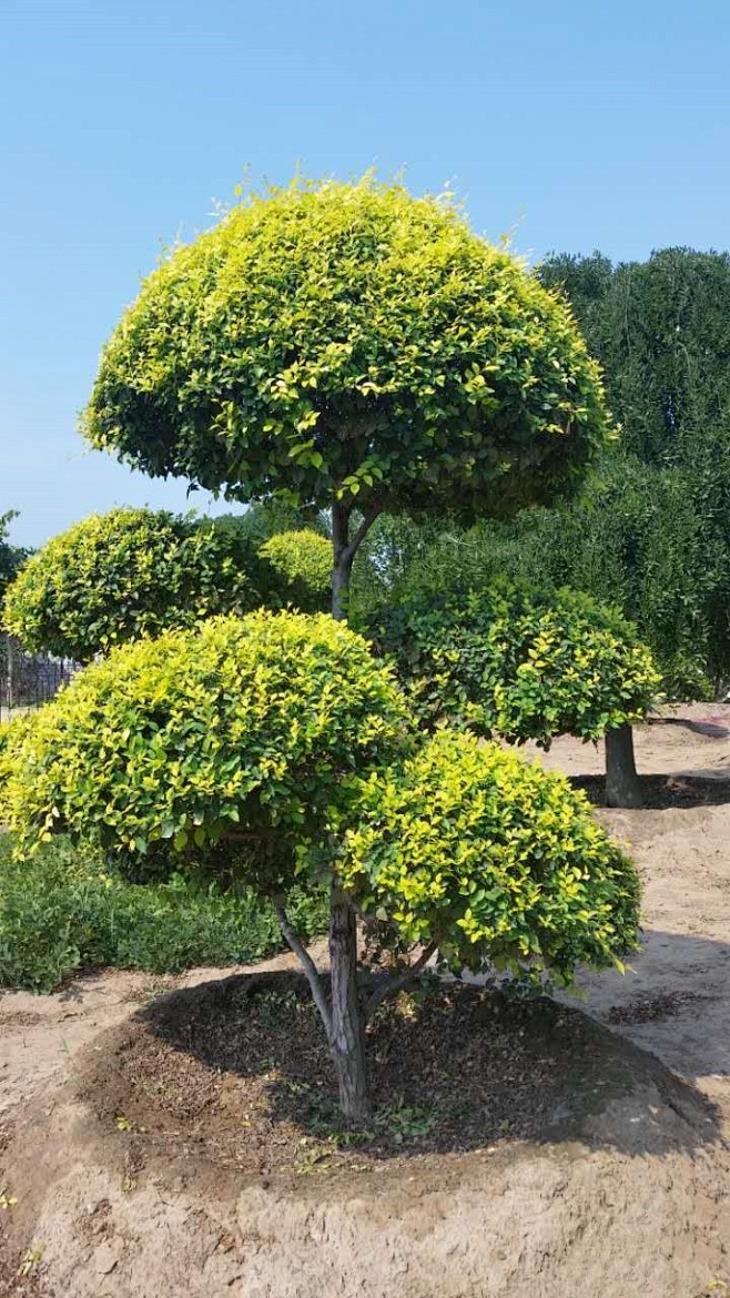 哲盛园林植物地图 园林苗木选型图像库