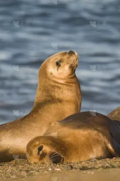 海狮妈妈和小海狮