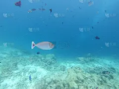 斑点独角兽鱼在马尔代夫的蓝绿色水域游泳