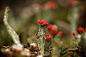 Bloeiend bekertjesmos Cladonia (rendiermossen, bekermossen en heidestaartjes) | Flickr – 相片分享！